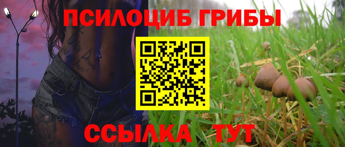 Псилоцибиновые грибы Cubensis Междуреченск